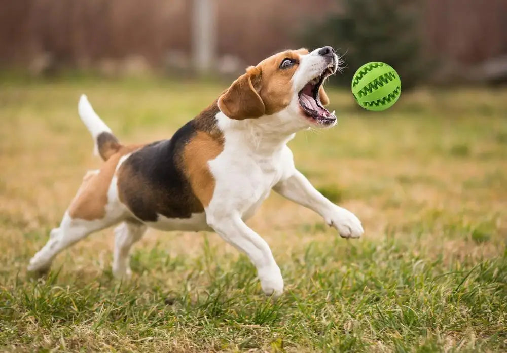 Interactive Dog Food Ball Pet Toy Chewing & Teeth Cleaning